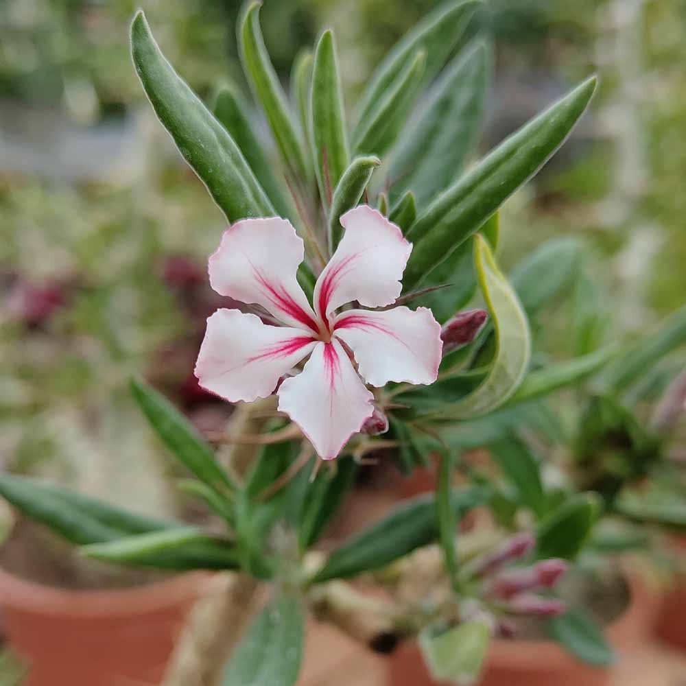 pachypodium bispinosum fiore