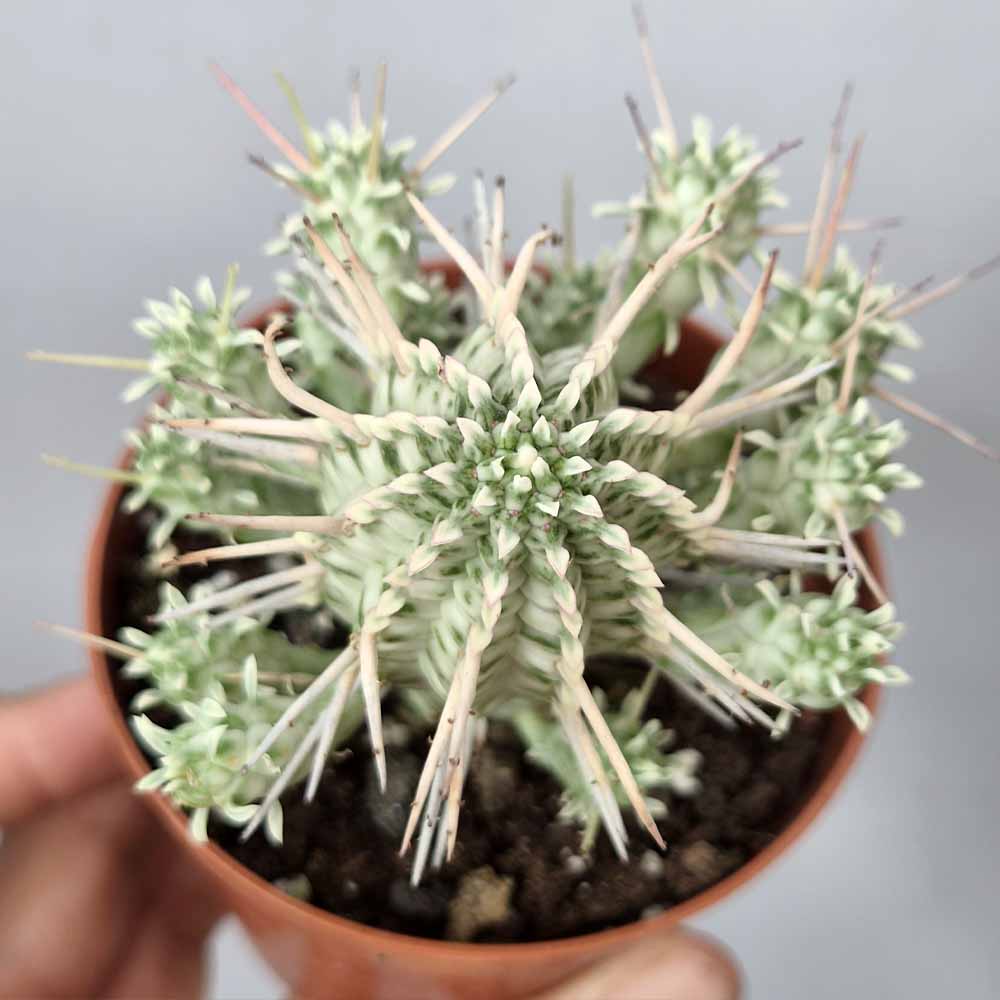 euphorbia mammillaris variegata