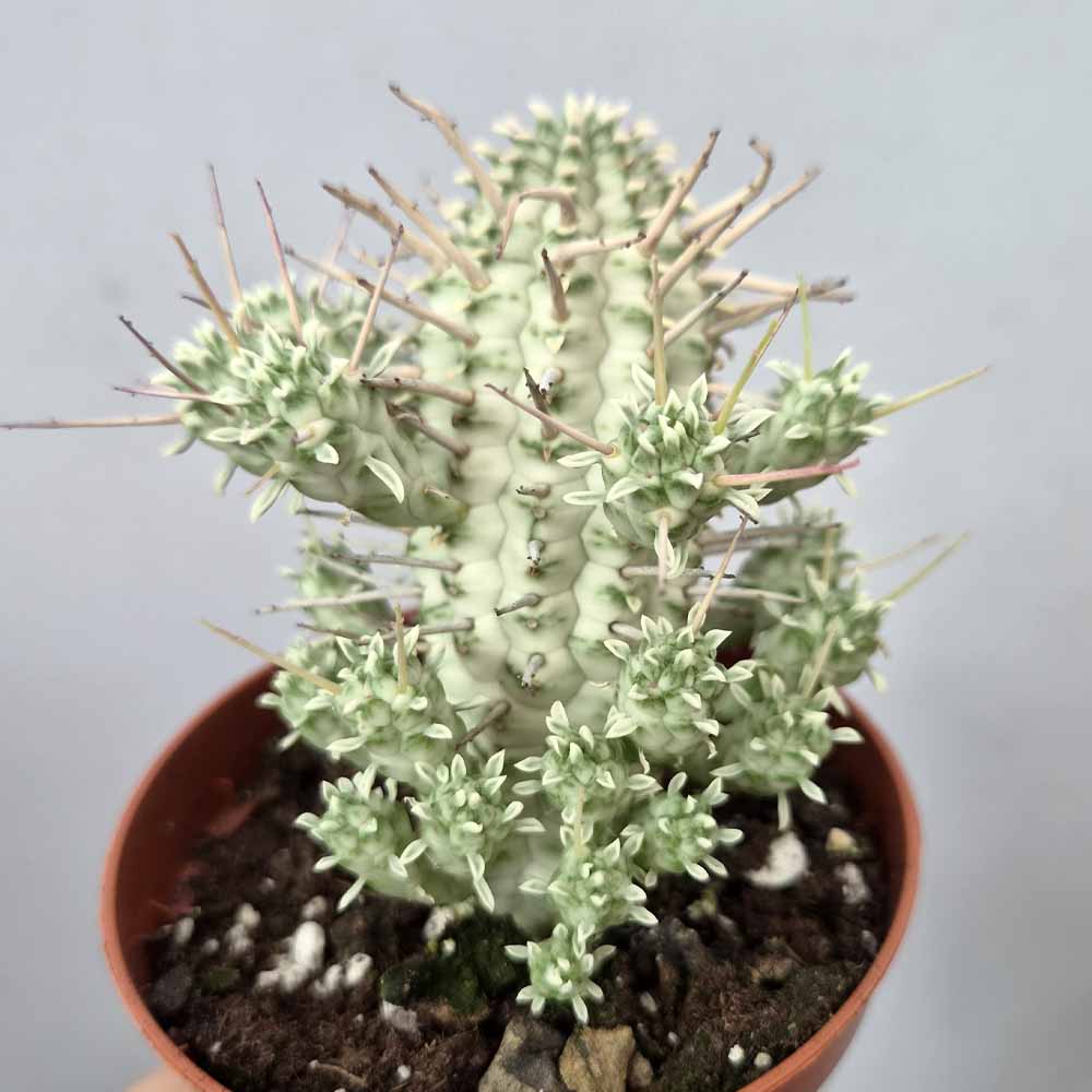 euphorbia mammillaris variegata cactus