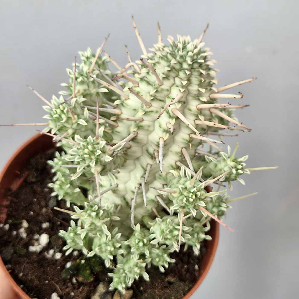 euphorbia mammillaris variegata pianta