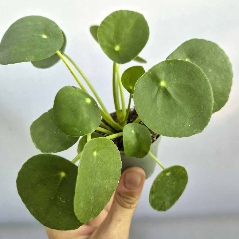 pilea baby succulente
