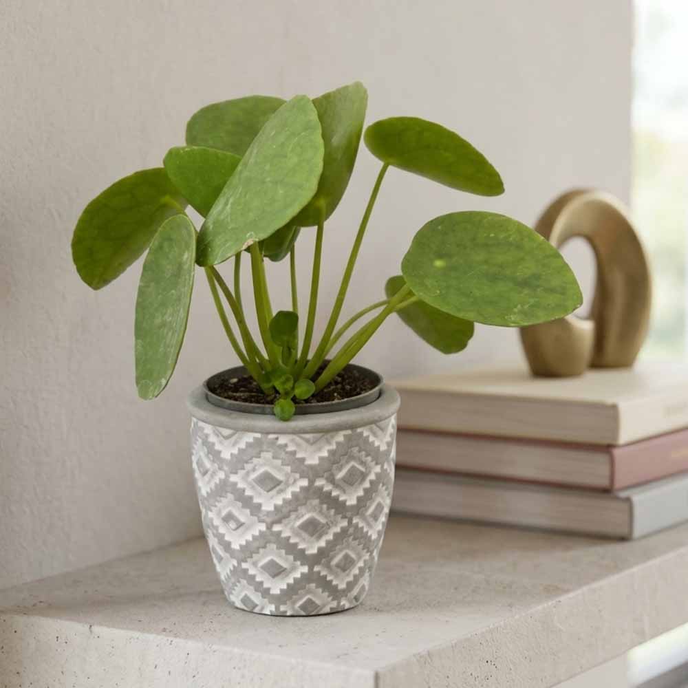 pilea baby vaso design