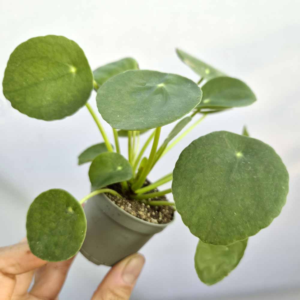 pilea baby