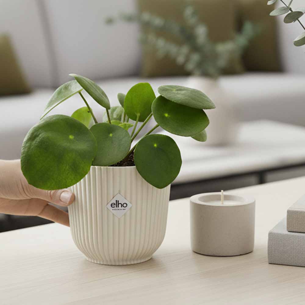 pilea peperomioides vaso bianco decor