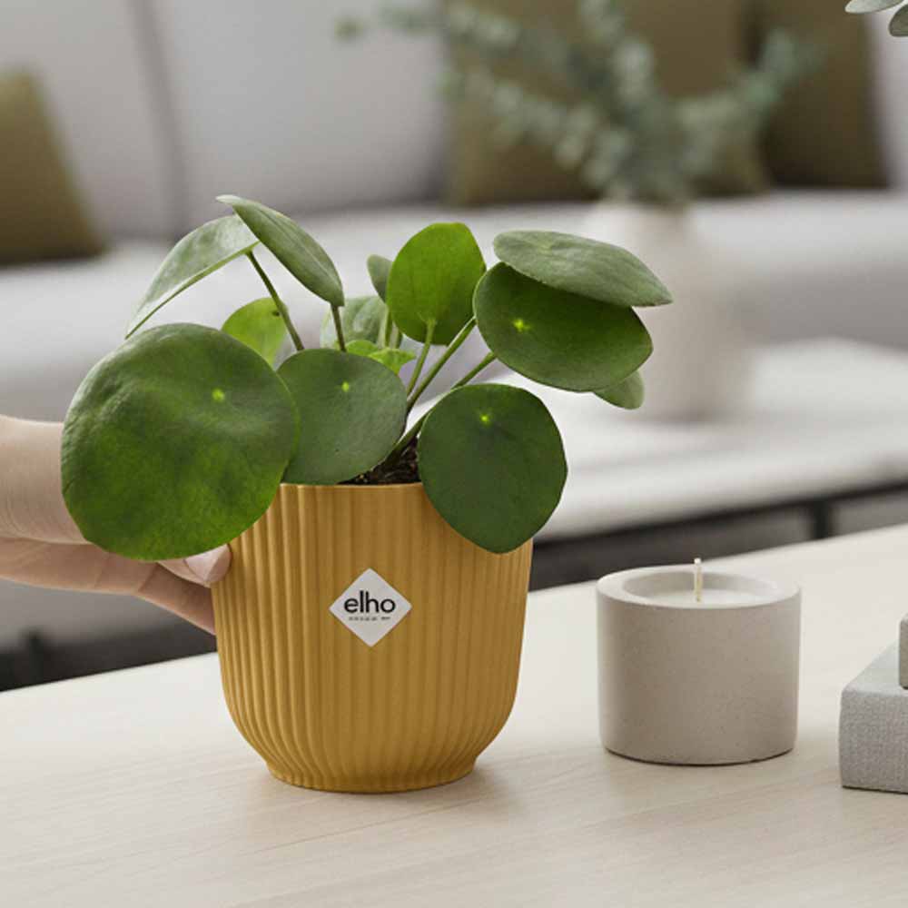 pilea peperomioides vaso giallo decor