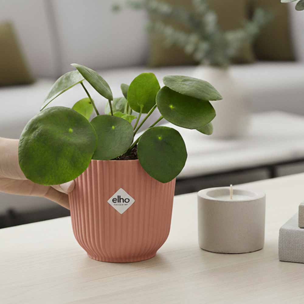 pilea peperomioides vaso rosa decor