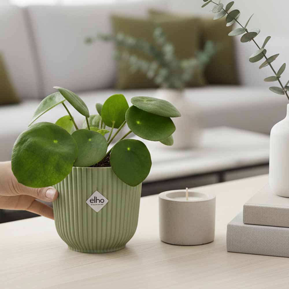pilea peperomioides vaso vibes decor