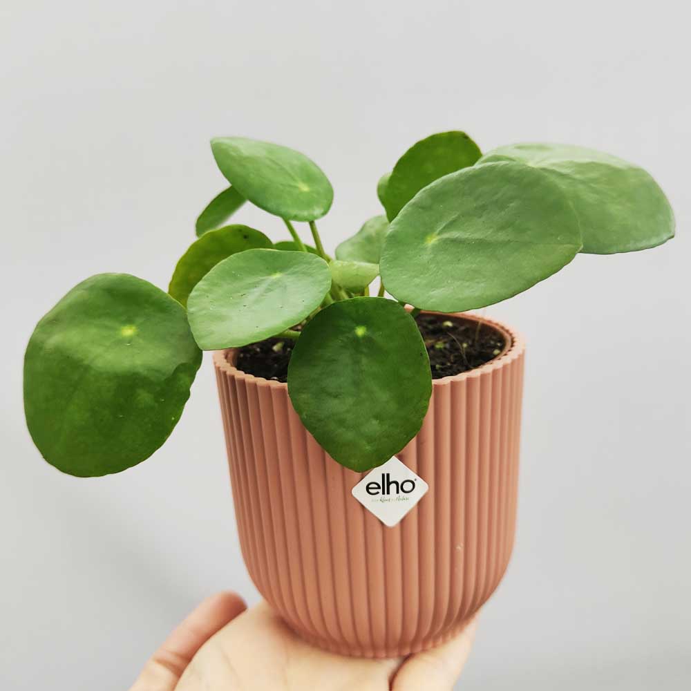 pilea peperomioides vaso vibes rosa
