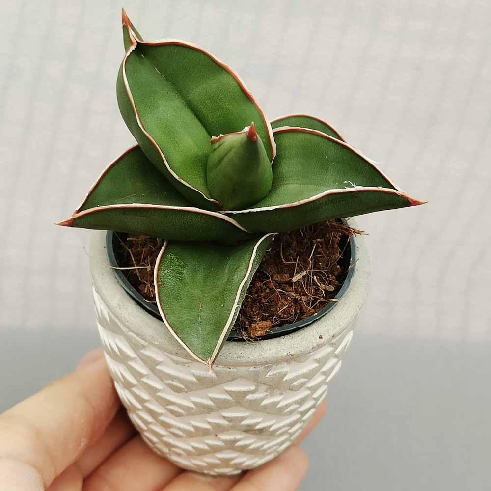 sansevieria samurai vaso design