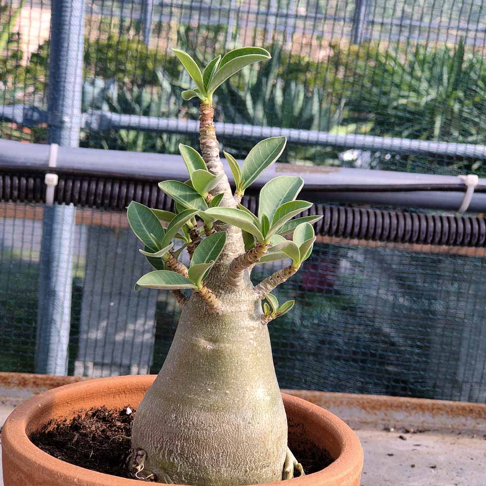 GROW2GO Cactus starter kit per la coltivazione - Set per la coltivazione di mini-serra, semi di cactus e terreno - idea regalo sostenibile per gli amanti delle piante (Pleiospilos Nelii