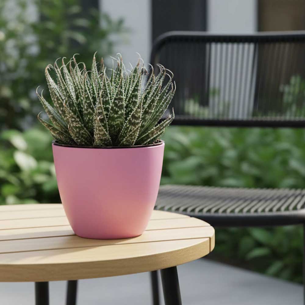 aloe aristata vaso rosa decor