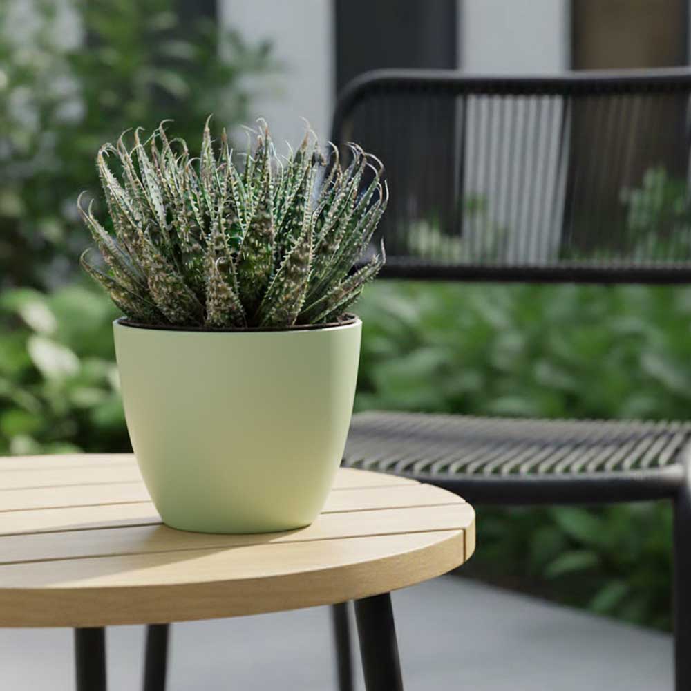 aloe aristata vaso verde decor
