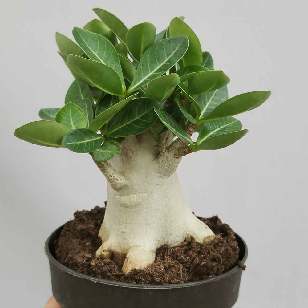 10 SEMI DI ADENIUM OBESUM IN MIX DI COLORI - ROSA DEL DESERTO - SEMI 10 SEMI DI ADENIUM OBESUM IN MIX DI COLORI - ROSA DEL DESERTO - SEMI