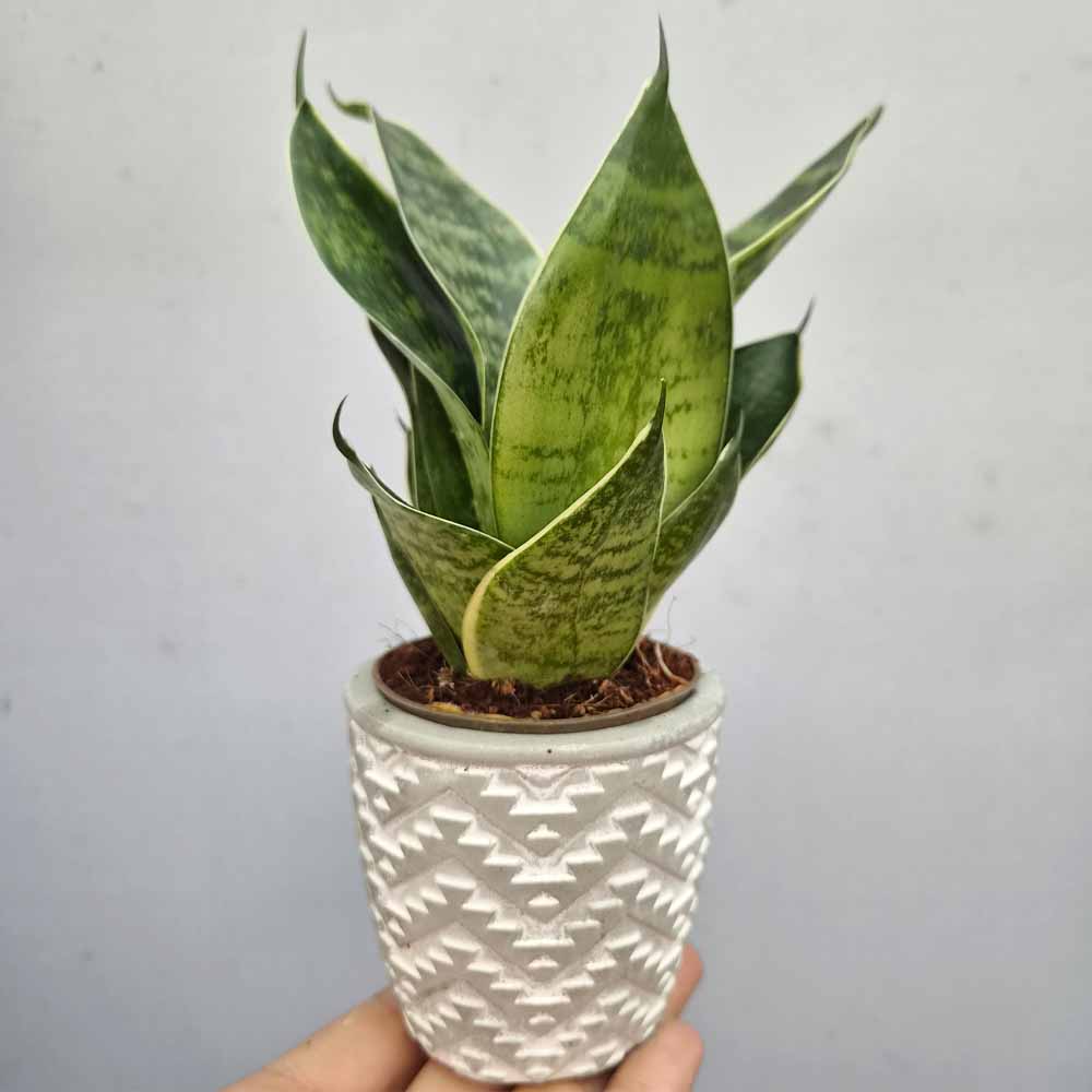 Sansevieria trifasciata “Green Hahnii” decor