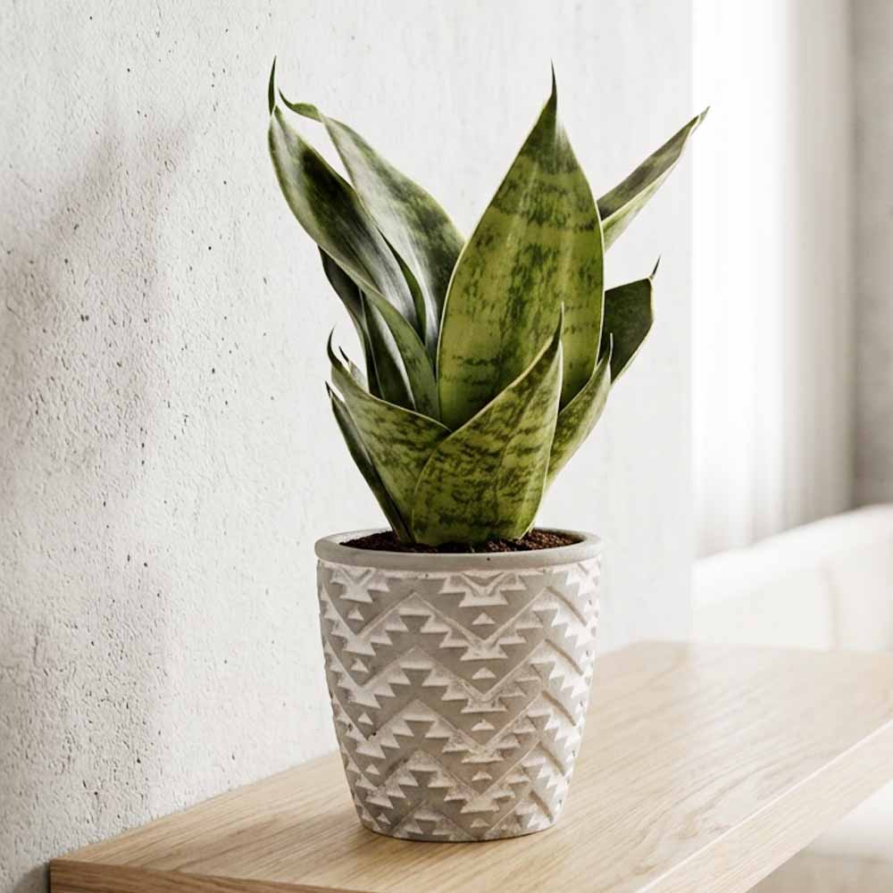 Sansevieria trifasciata “Green Hahnii” design