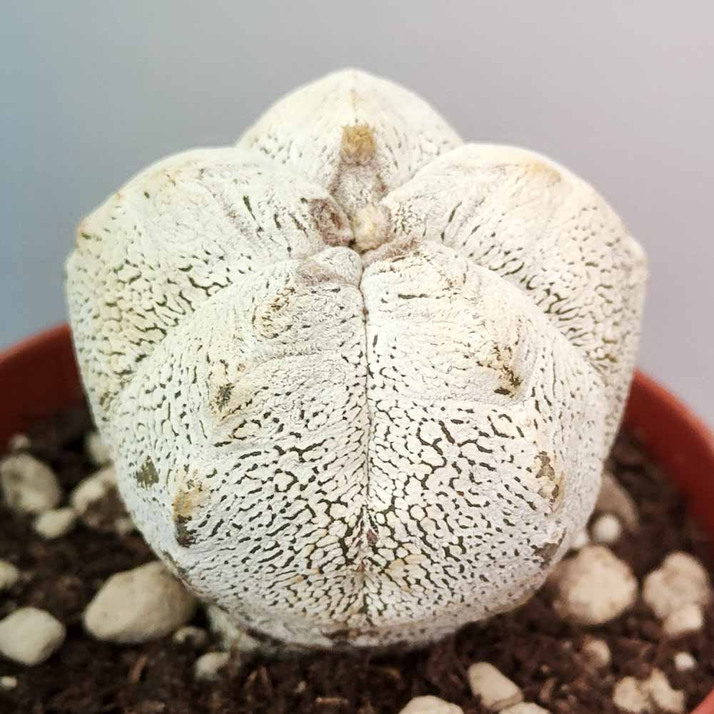 astrophytum onzuka