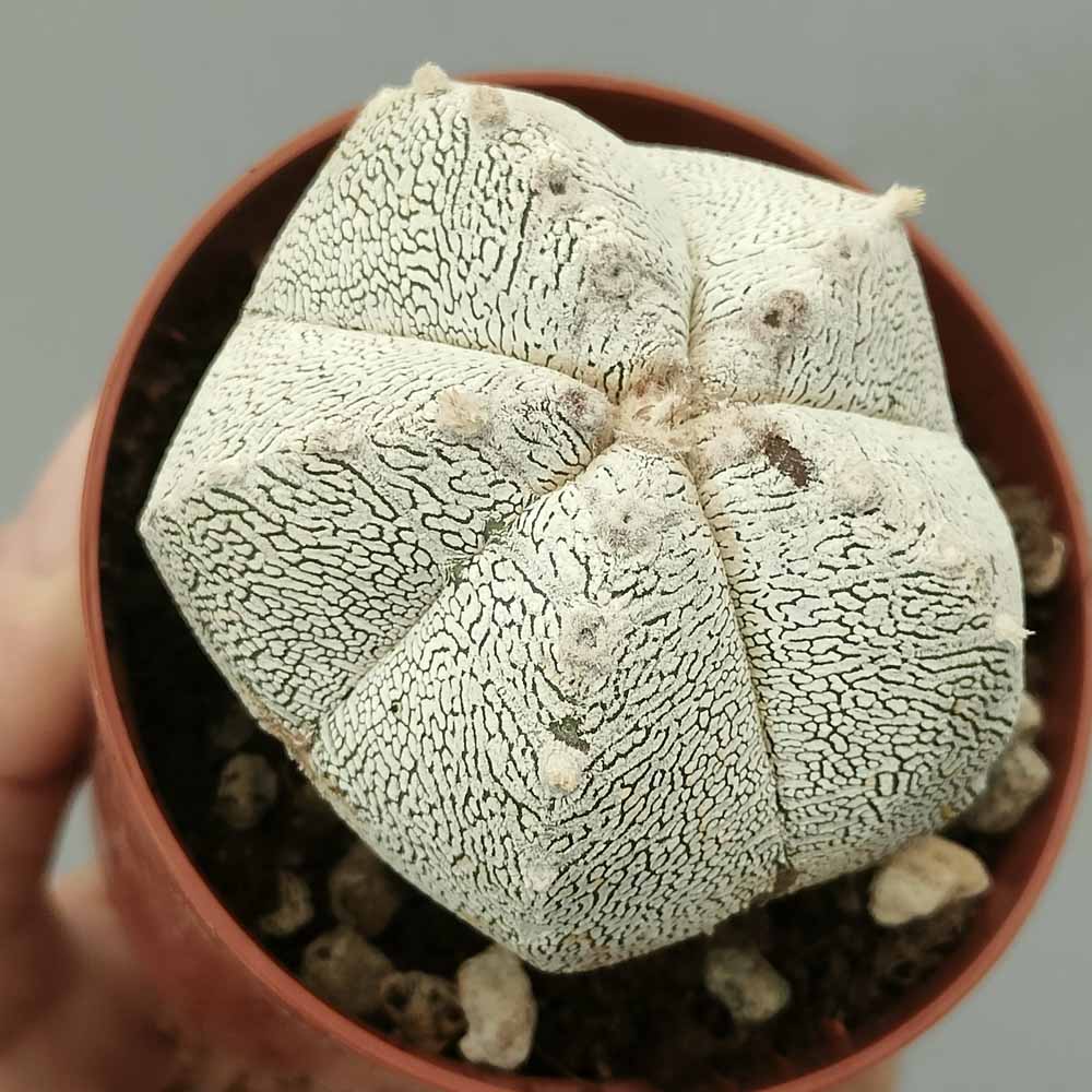 astrophytum onzuka cactus