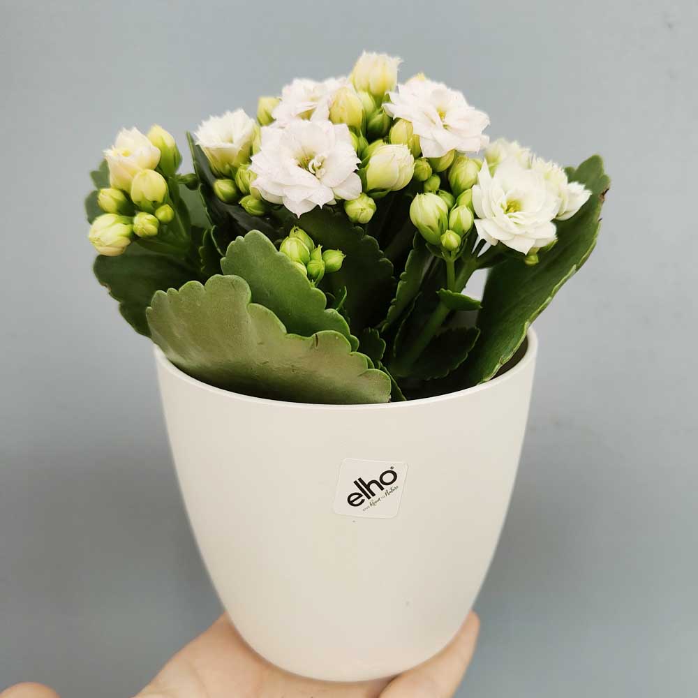 kalanchoe blossfeldiana calandiva bianco decor