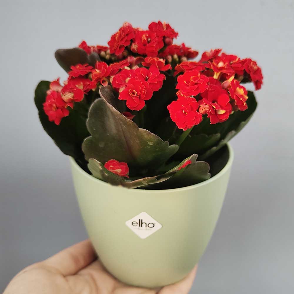 kalanchoe blossfeldiana rossa decor