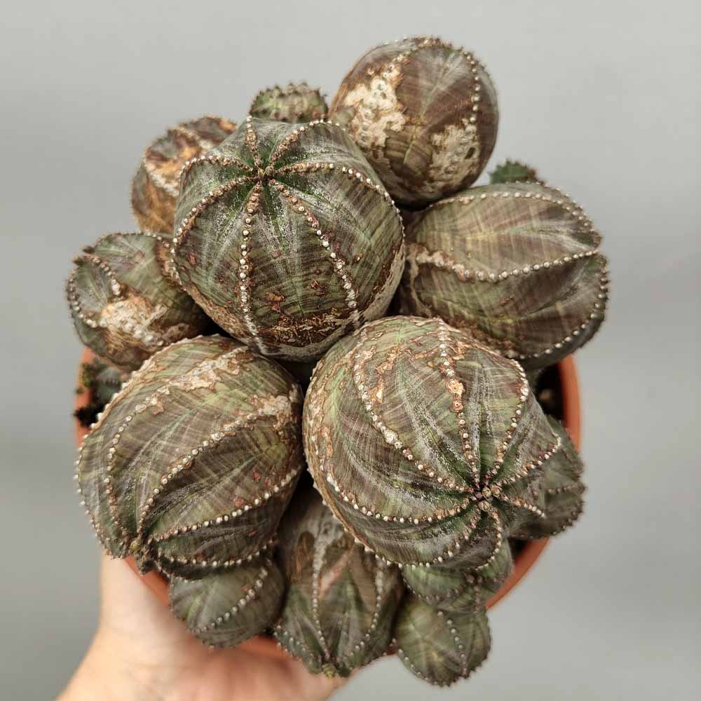 euphorbia pseudoglobosa cactus