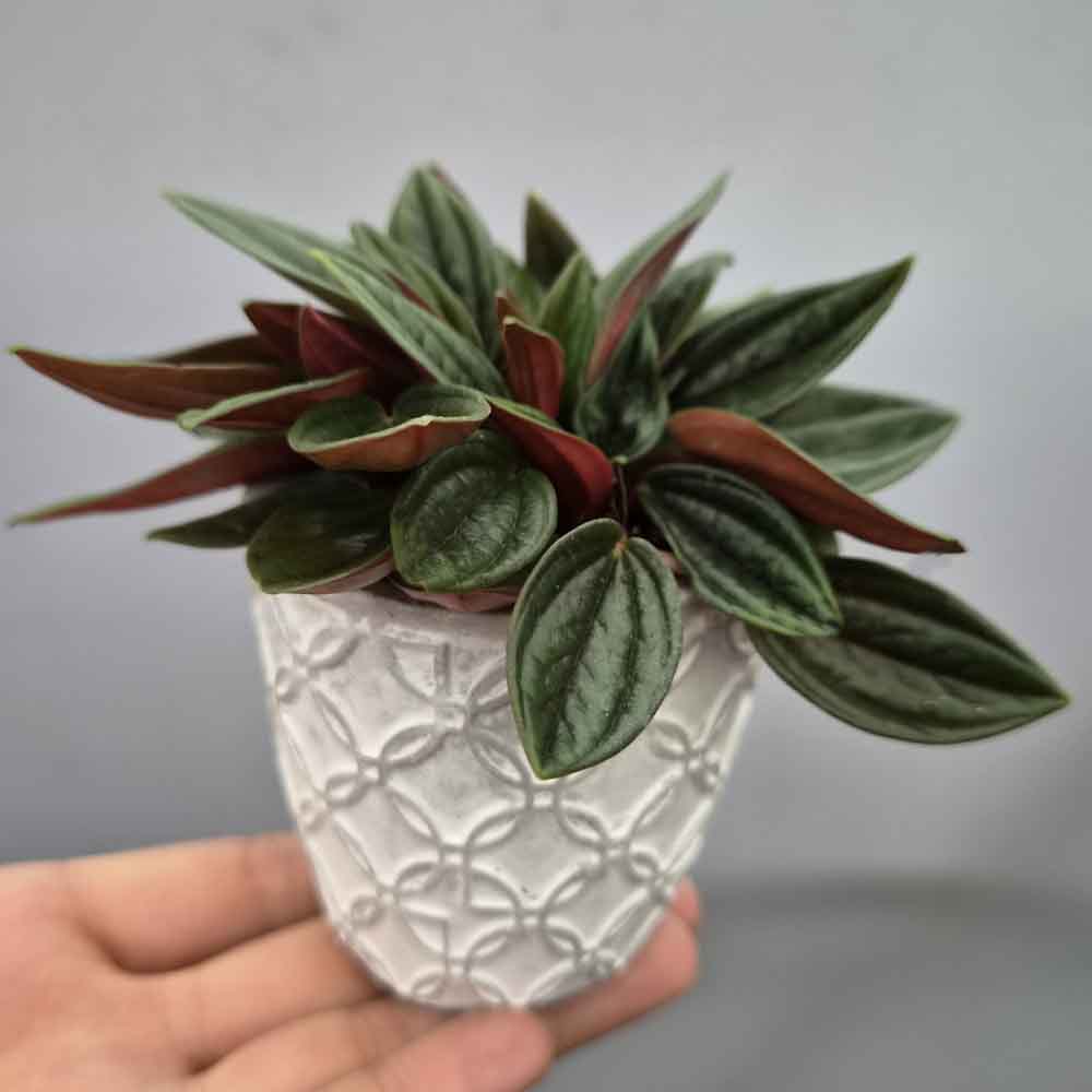 peperomia caperata baby