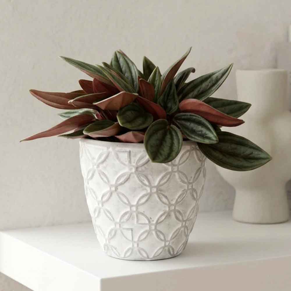 peperomia caperata design