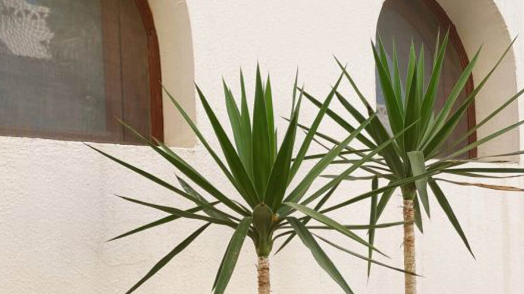 Bloomique - Yucca Elephantipes - Giglio delle Palme - Pianta da