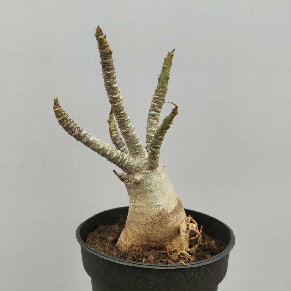 Consigli per piantare la rosa del deserto in casa Consigli per piantare la rosa del deserto in casa