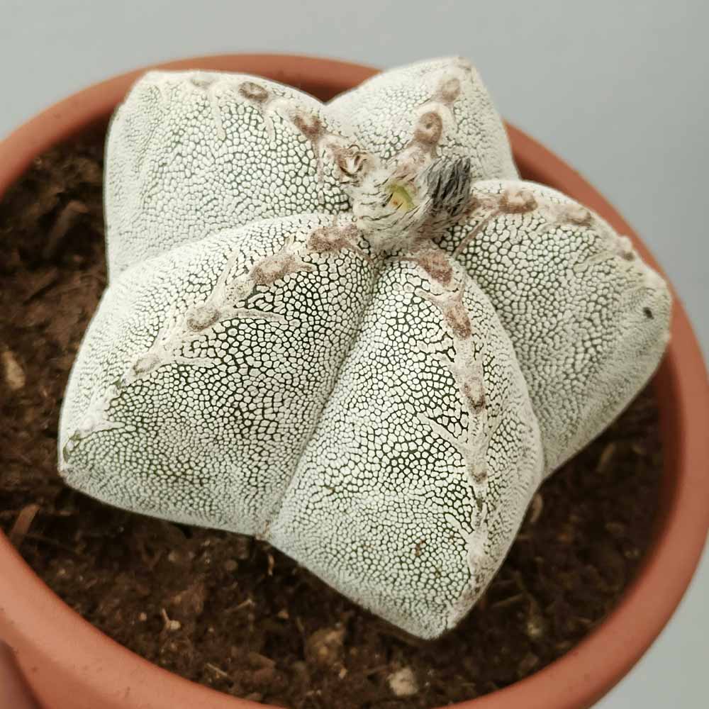astrophytum onzuka cactus