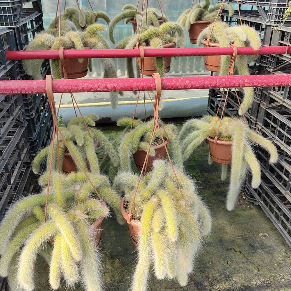 coda di scimmia pianta