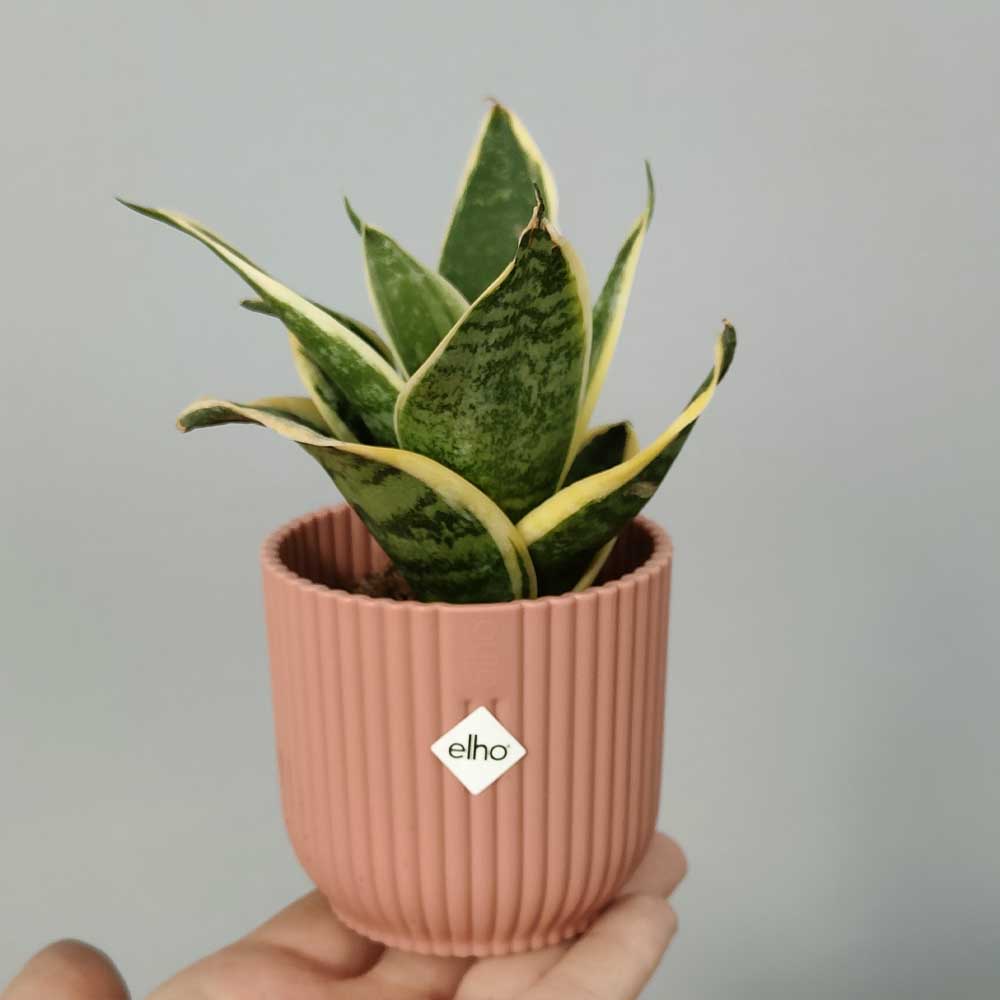 sansevieria trifasciata superba