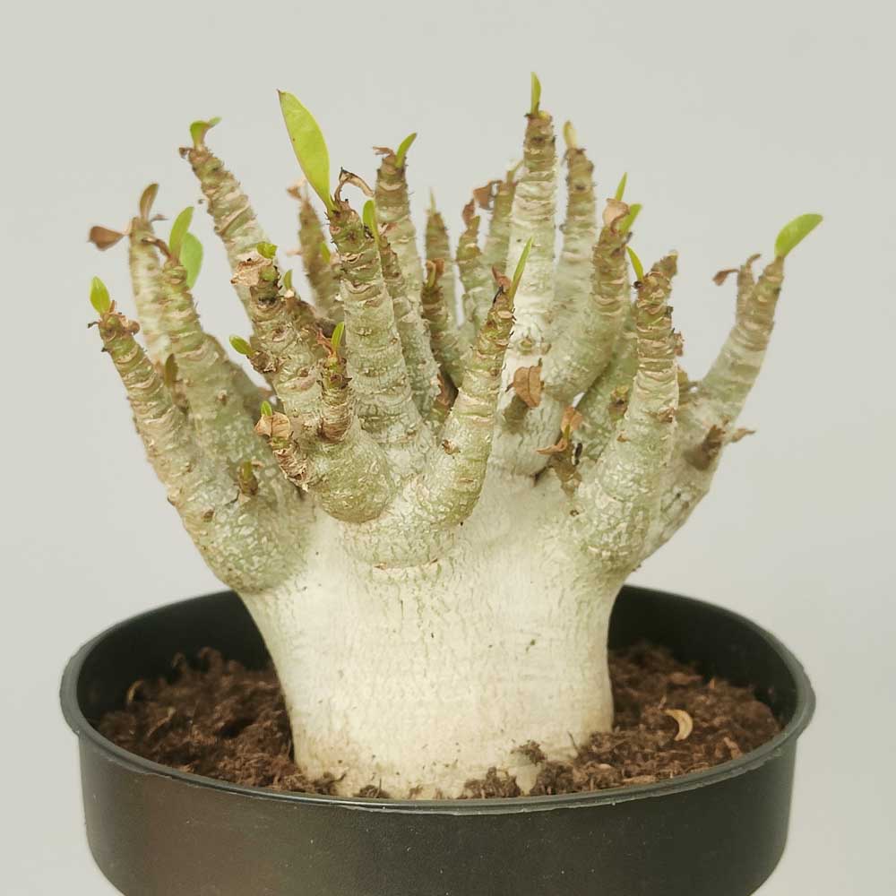 Semi Di Rosa Del Deserto (Adenium Obesum) - Miscela 10 Semi - Pianta Grassa Fiorita