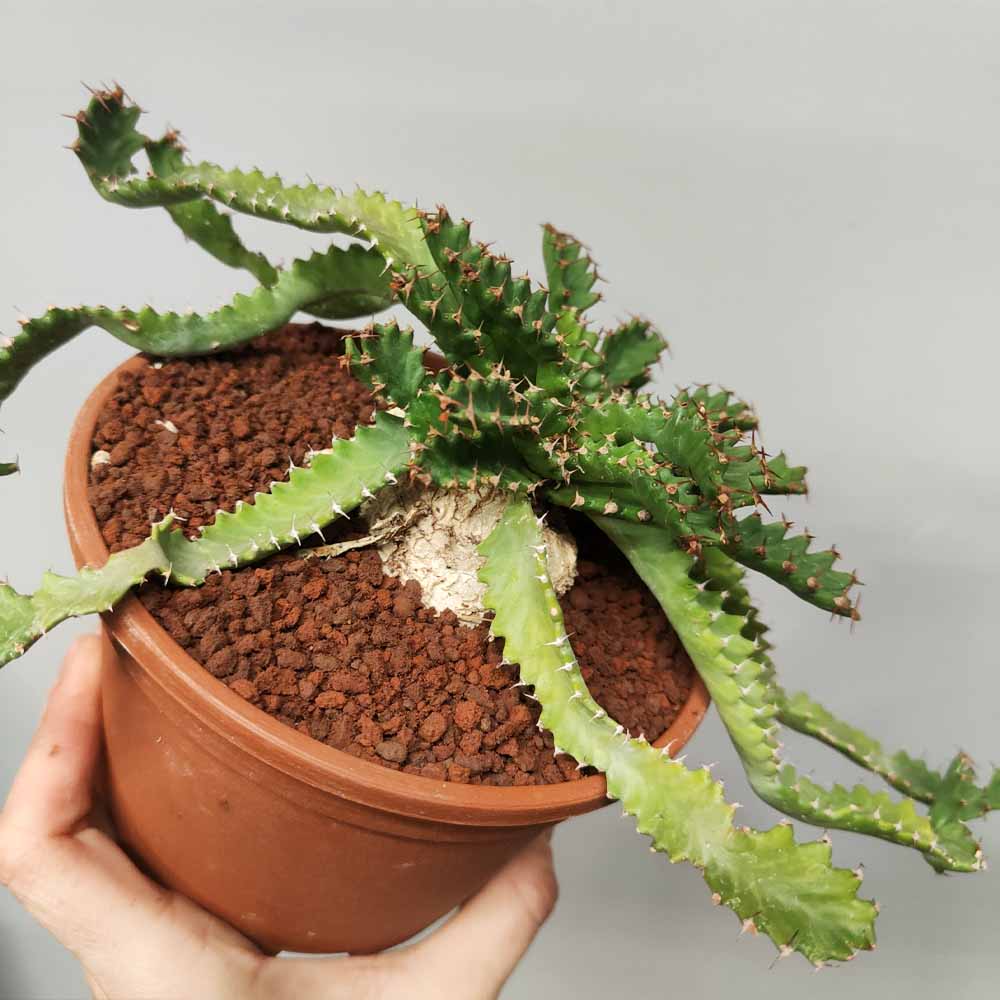 euphorbia stellata pianta