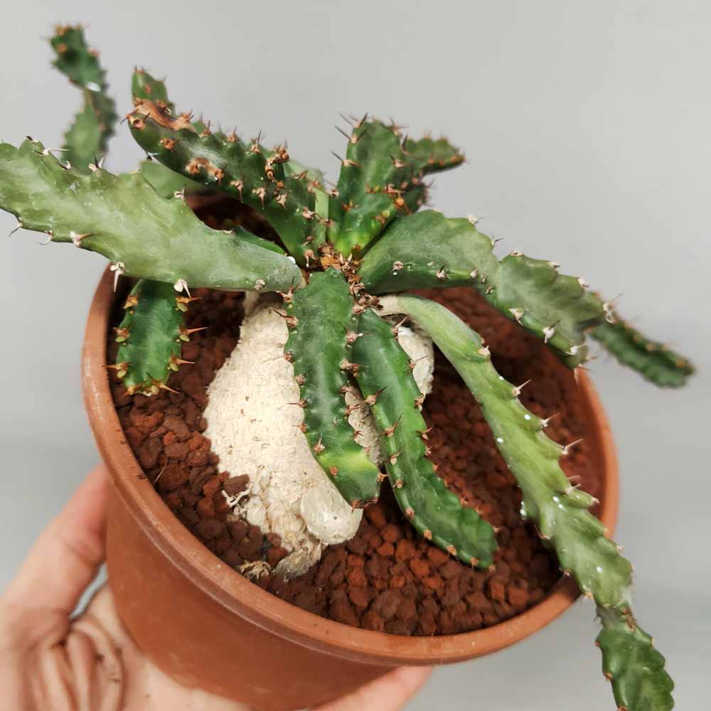 euphorbia stellata pianta