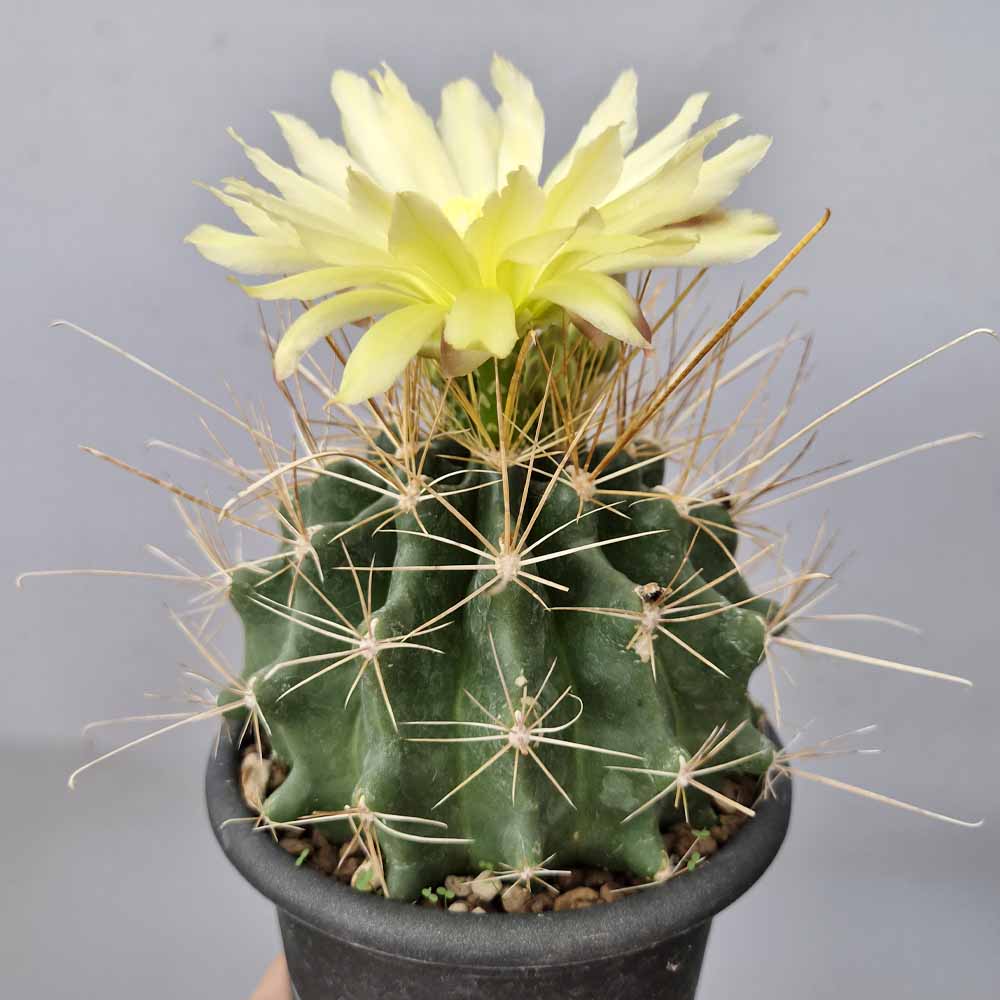 ferocactus setispinus pianta