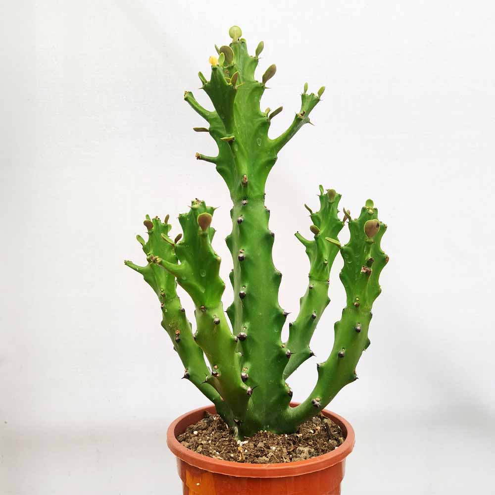 euphorbia mayurnathanii cactus