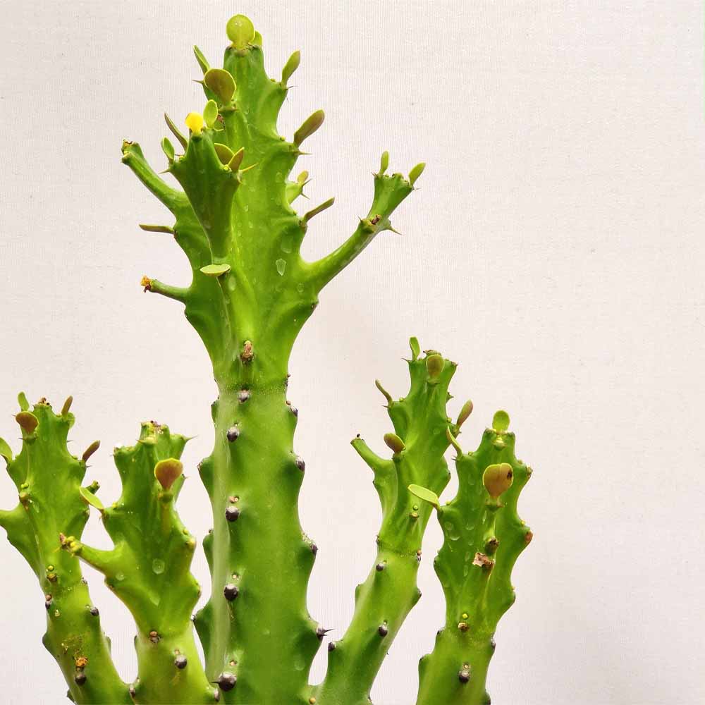 euphorbia mayurnathanii pianta grassa