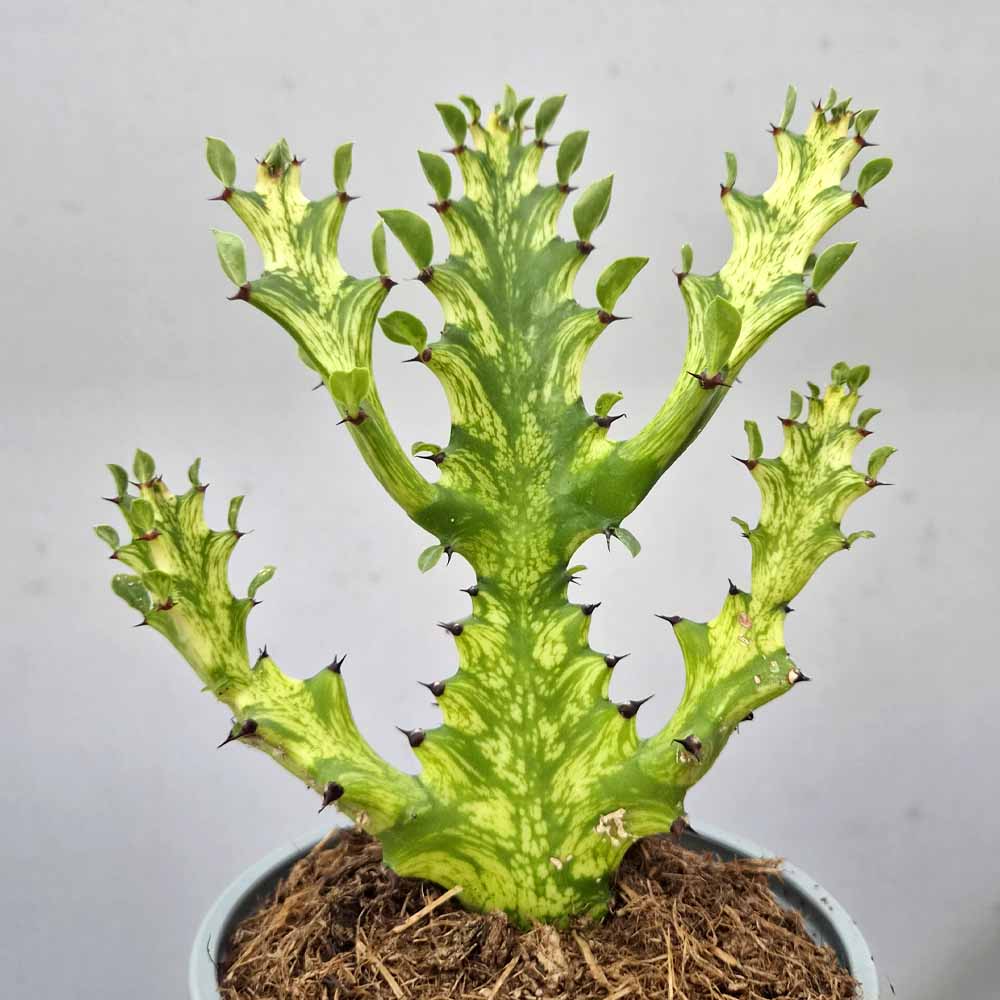 euphorbia mayurnathanii variegata