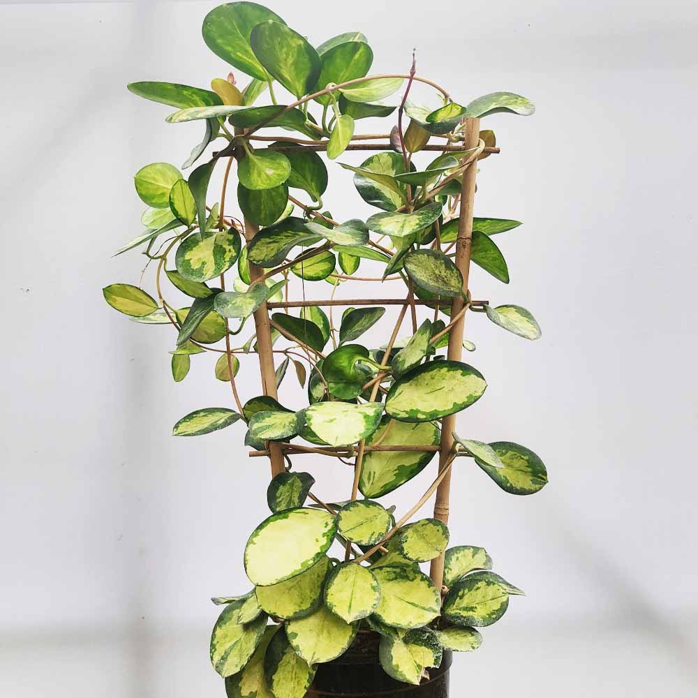 hoya australis lisa