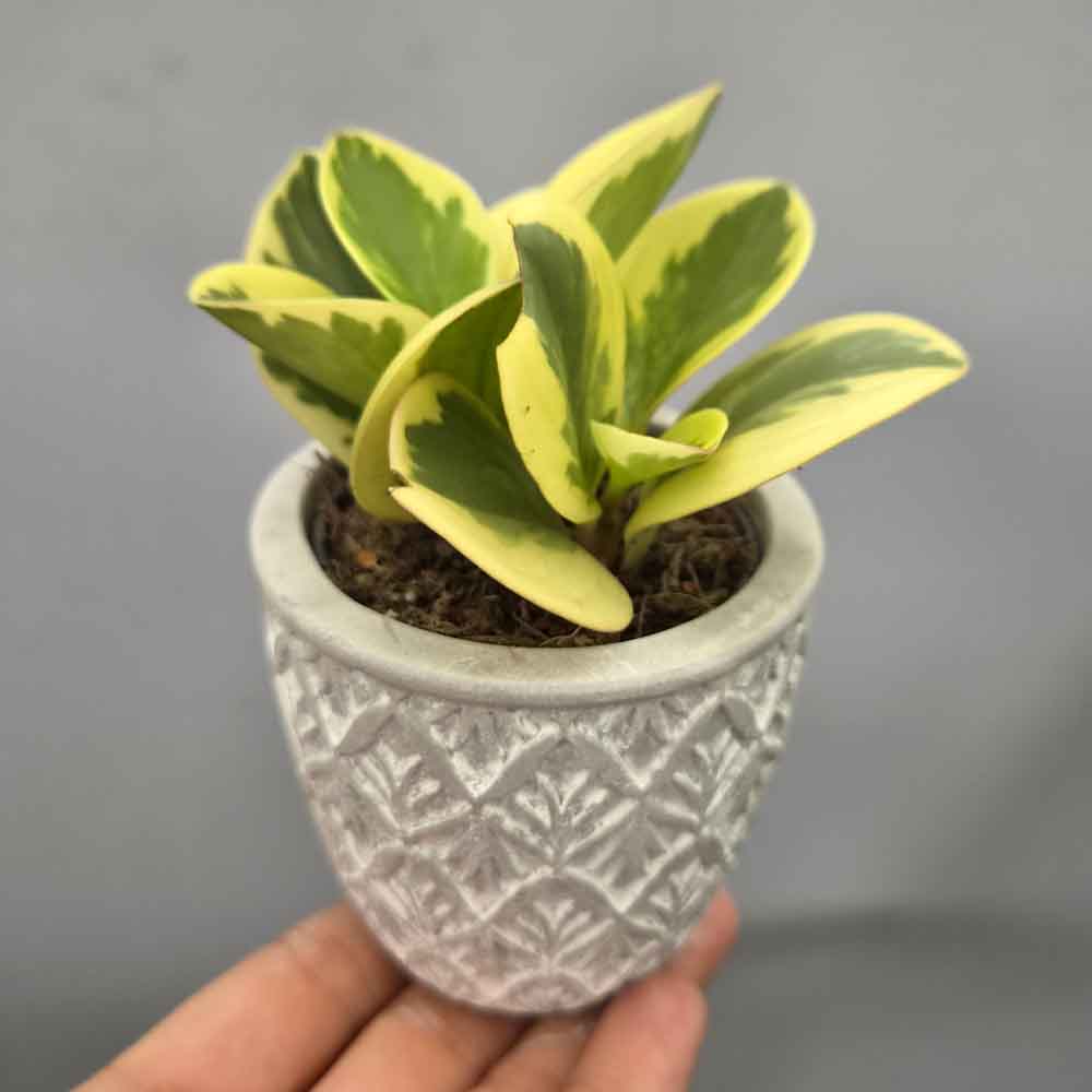 Peperomia Obtipan baby