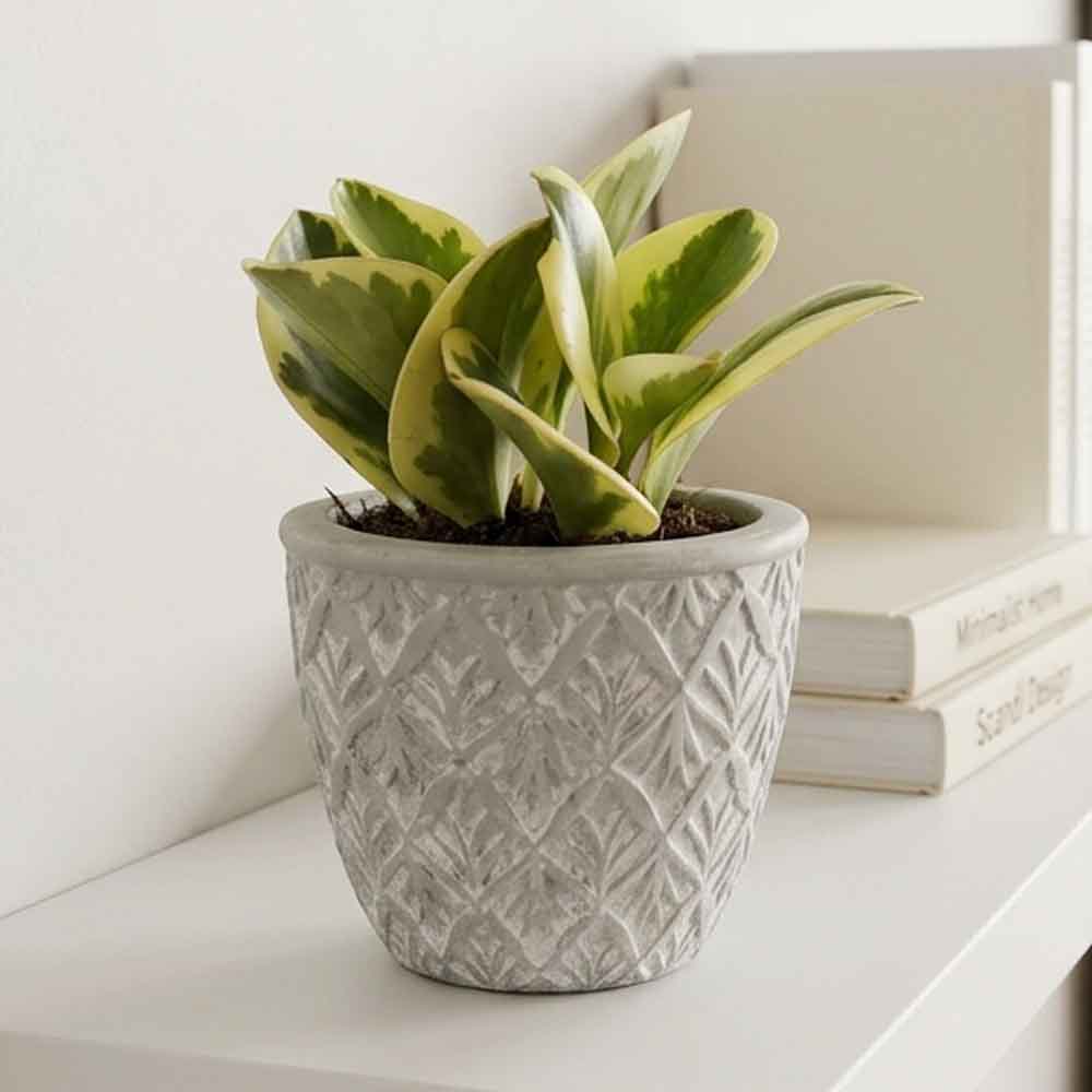 Peperomia Obtipan design