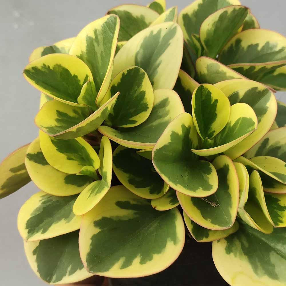 Peperomia Obtipan