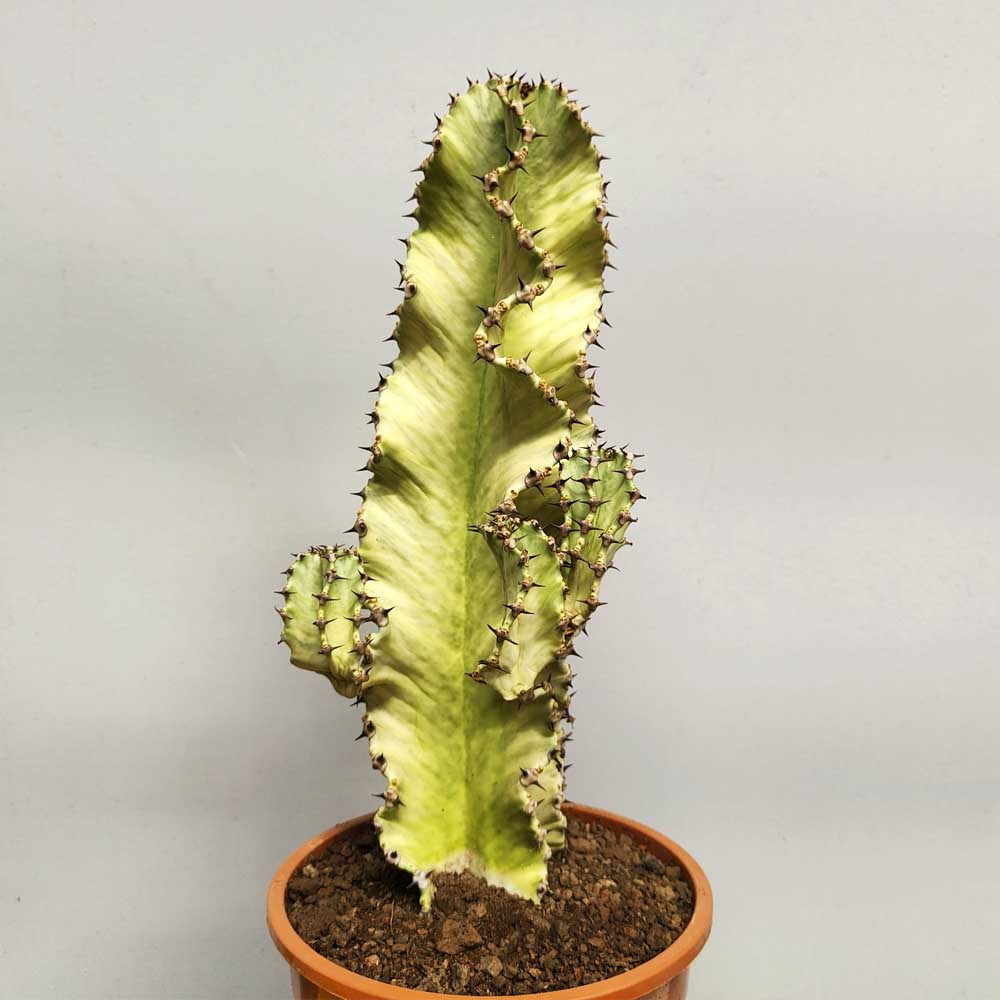 euphorbia ingens variegata