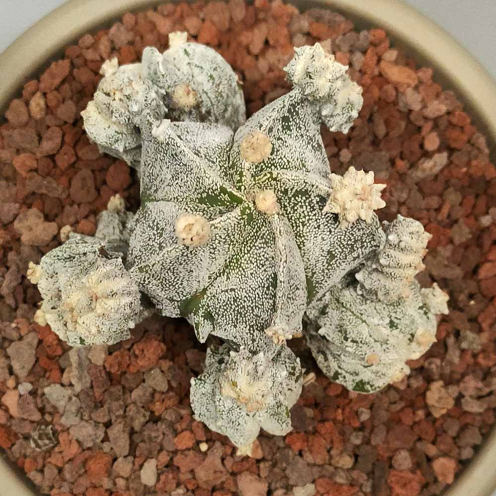 astrophytum myriostigma accestito cactus