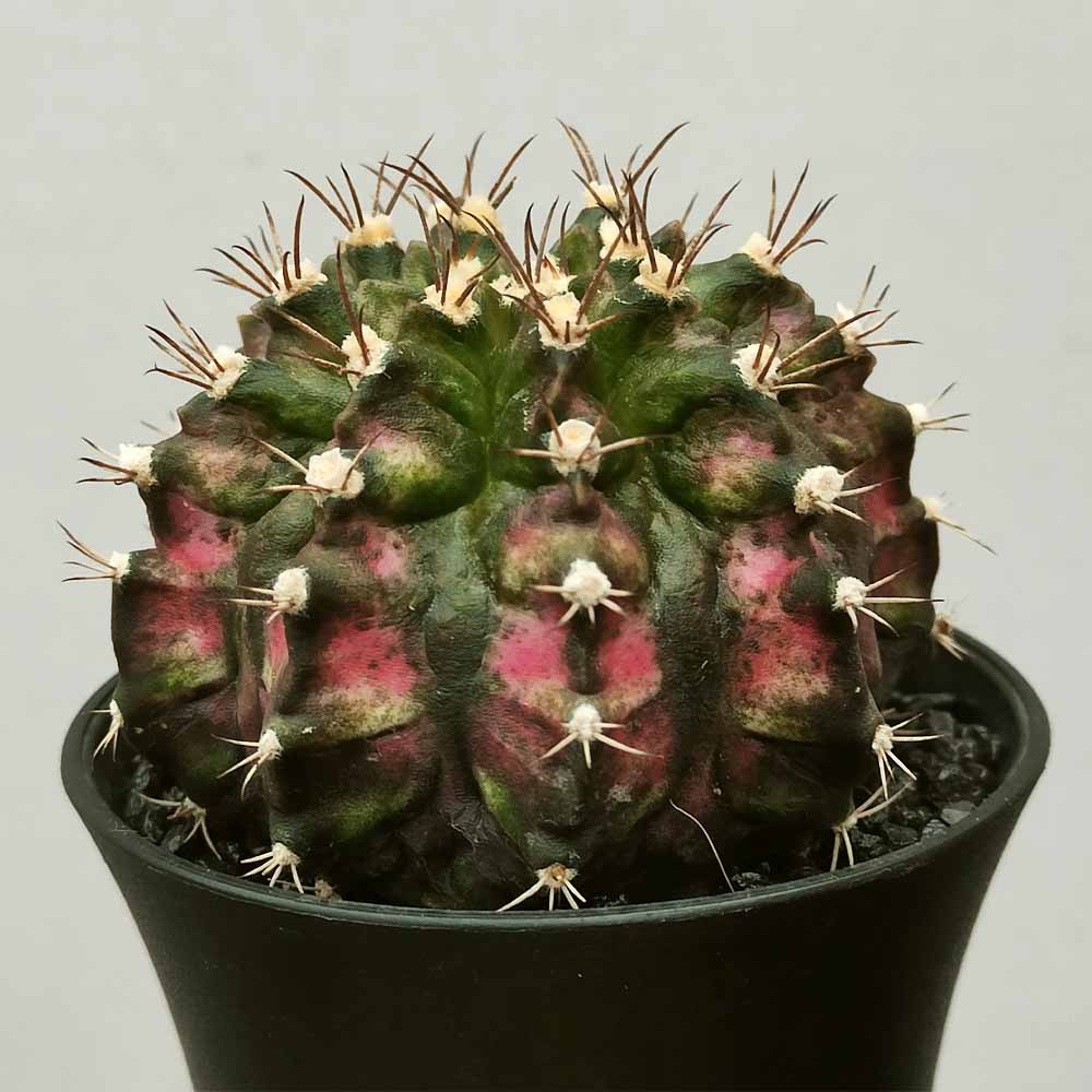 gymnocalycium t-rex