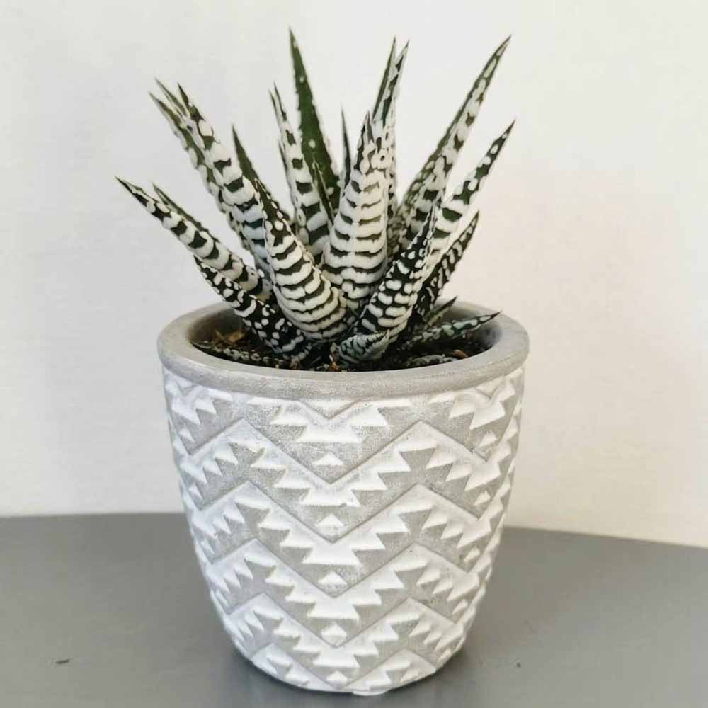 haworthia zebra vaso design