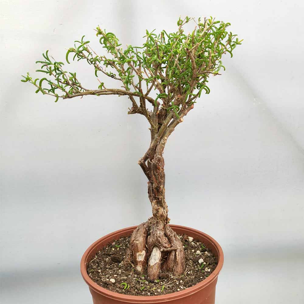 mestoklema tuberosum