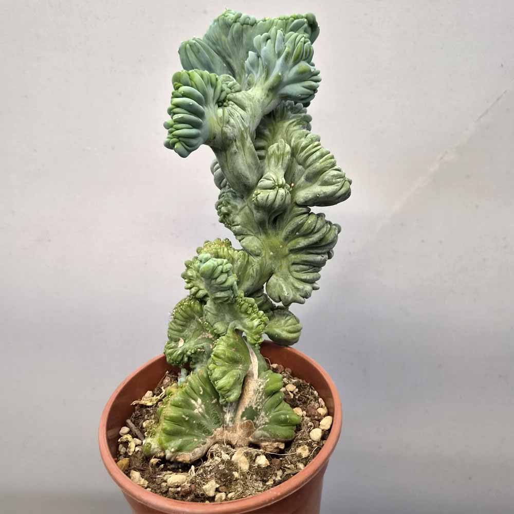 myrtillocactus crestato