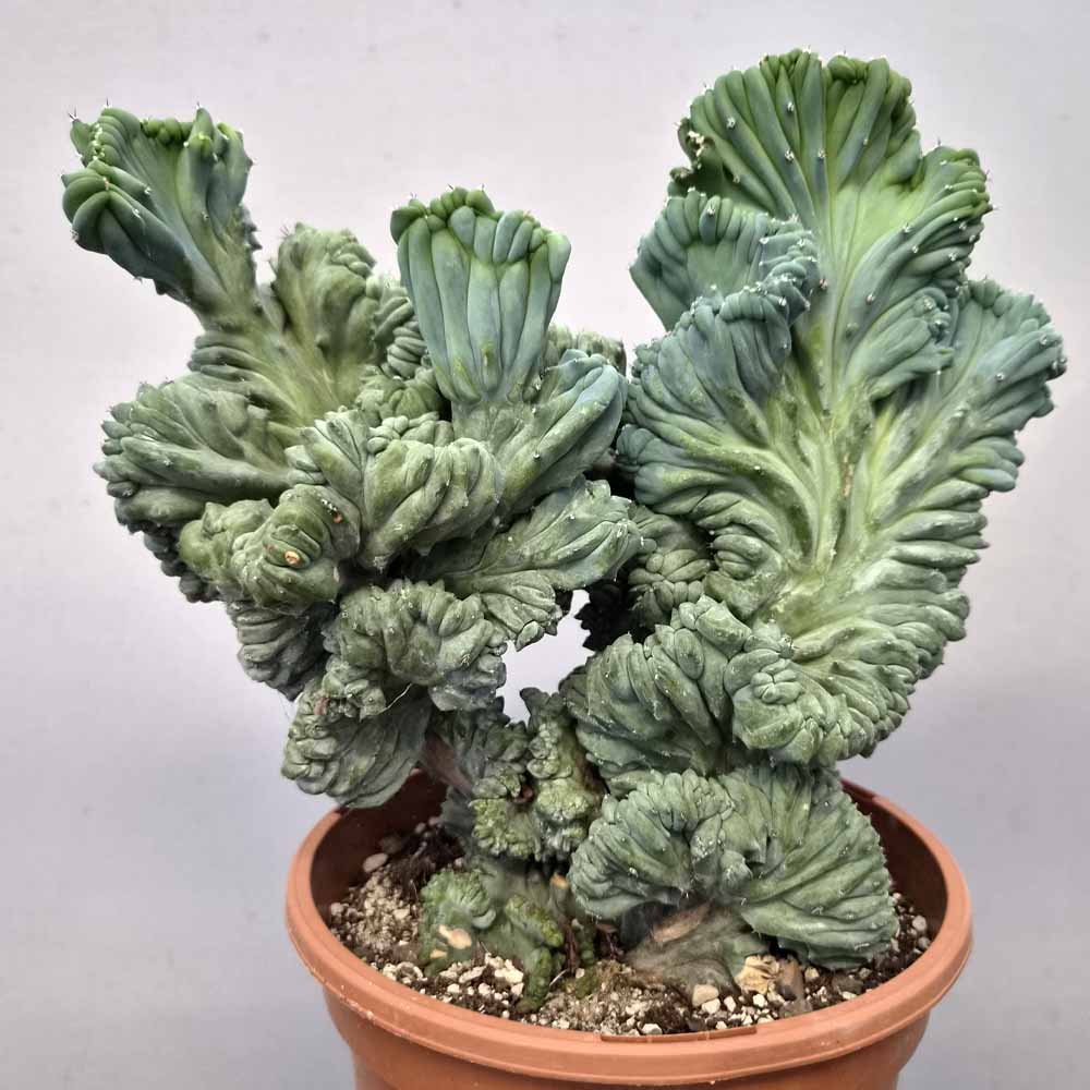 myrtillocactus crestato