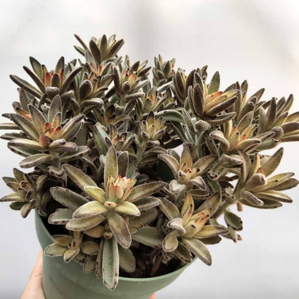 tomentosa soldier